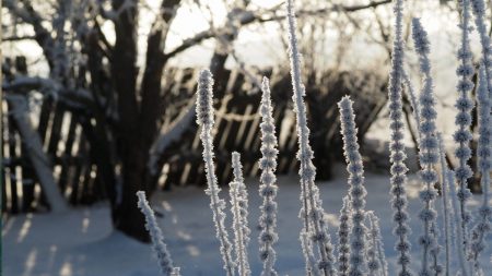 погода мороз снег