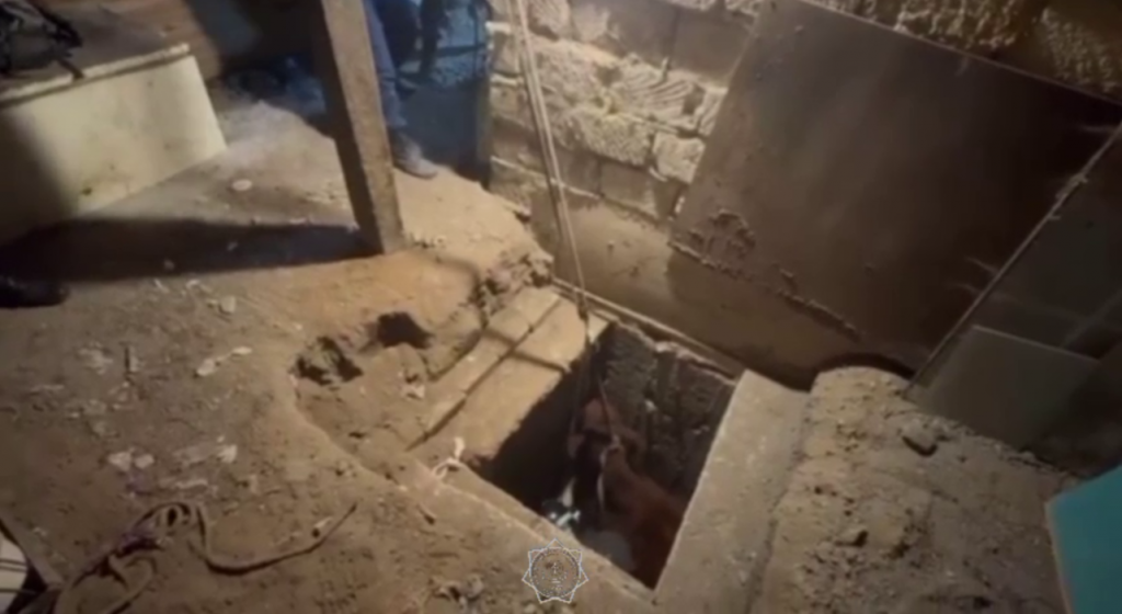 Семья из Актобе нашла в глубоком погребе корову