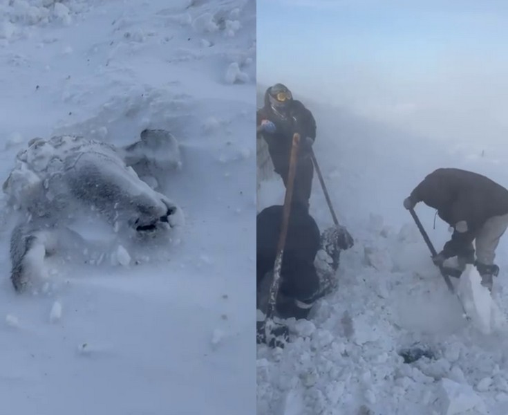 В ЗКО из-за непогоды насмерть замерз домашний скот