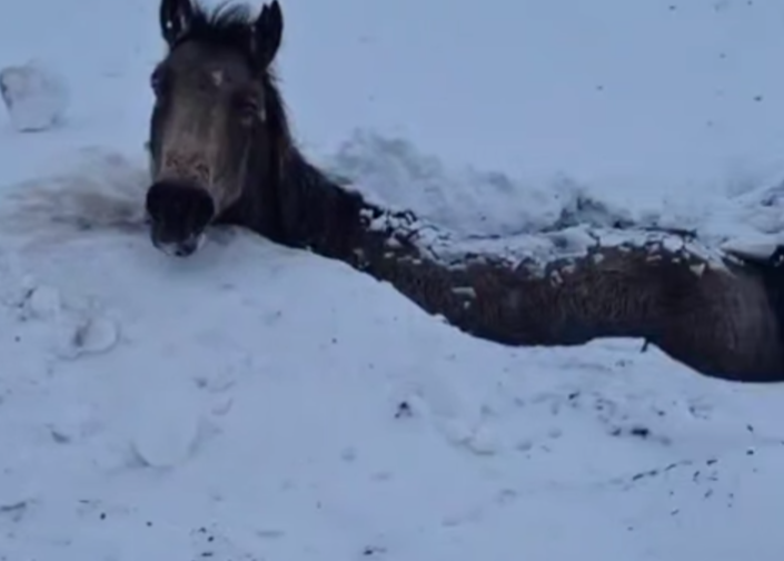 Табун лошадей погиб в буран в ЗКО