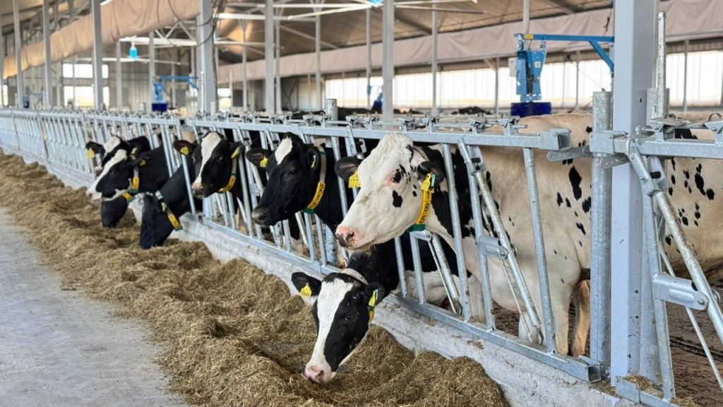 Казахстан ввёл квоты на вывоз говядины из страны