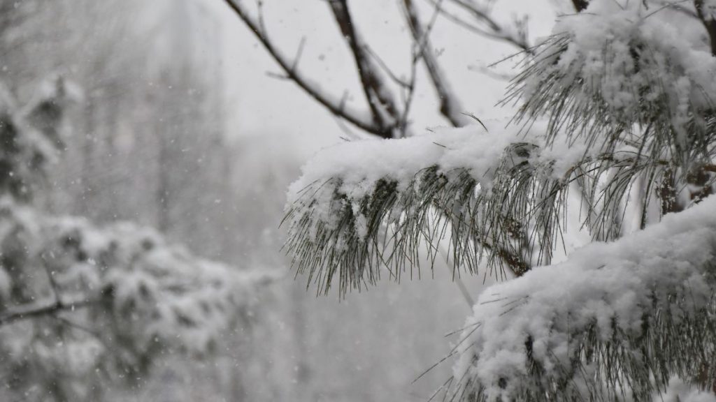 снег, погода, зима