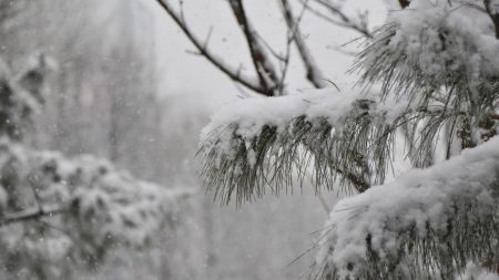 снег, погода, зима