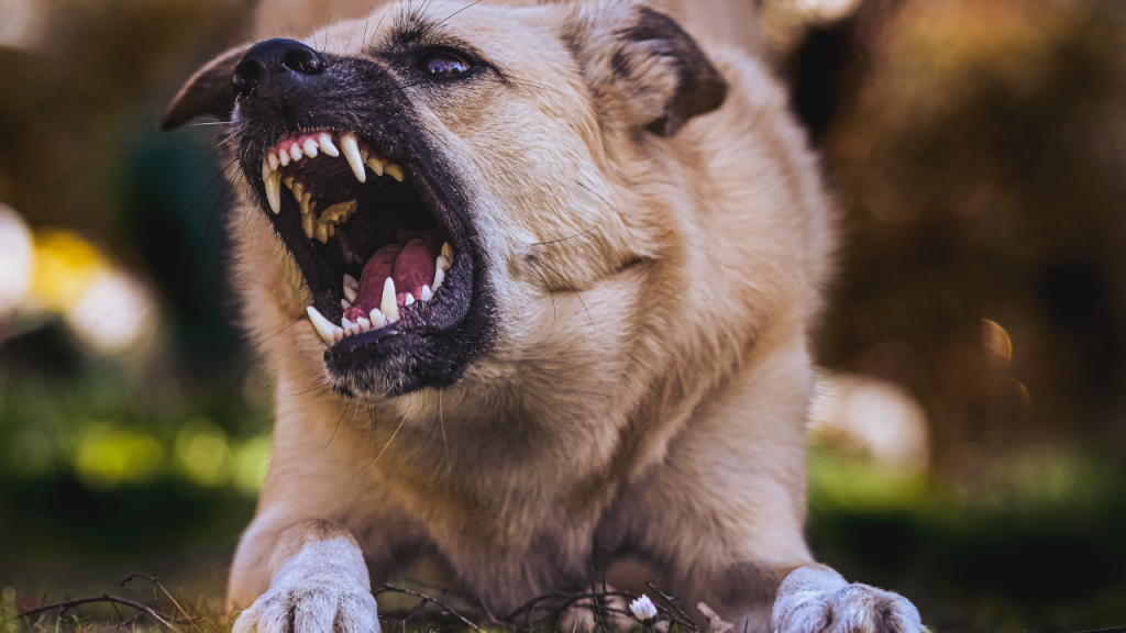 Животные покусали более двух тысяч человек в Акмолинской области