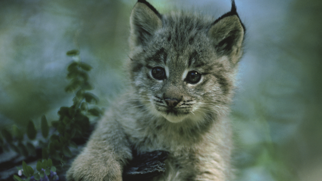 Детёныш рыси попал во двор Алматы: в национальном парке прокомментировали ситуацию