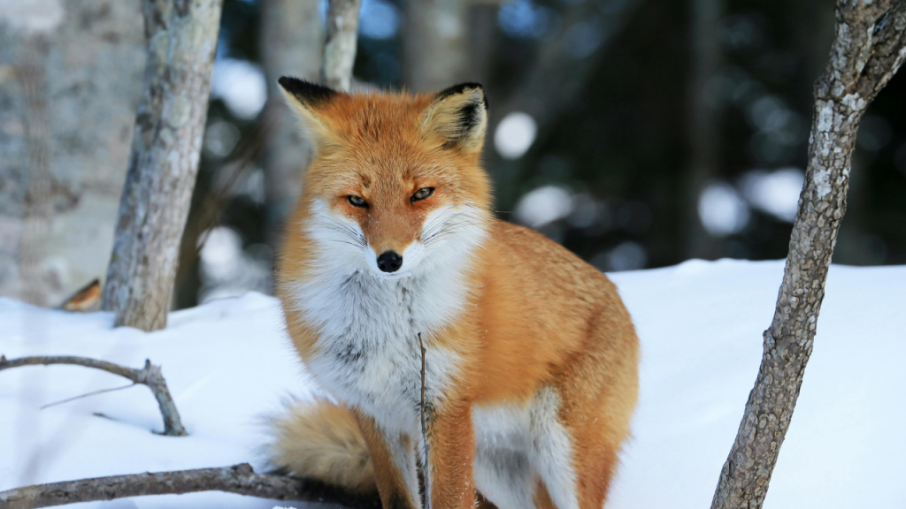 В Акмолинской области ввели ограничения из-за бешеной лисы