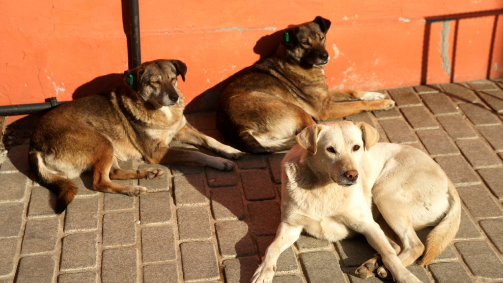 В Алматы за год усыпили более трёх тысяч бродячих собак