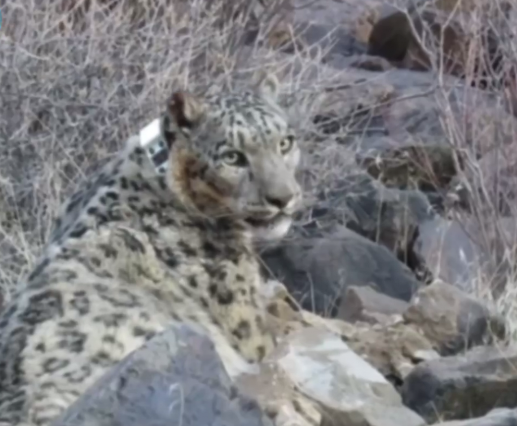 Зоологи нацпарке «Алтын-Эмель» надели снежному барсу GPS-устройство