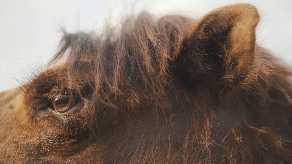 В Жанаозене пожарные вытащили из ямы застрявшего верблюда. Видео