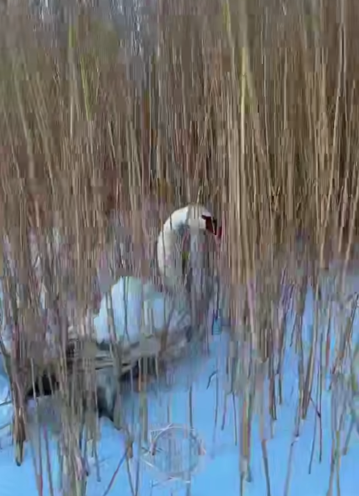 Лебедя со сломанным крылом спасли на Алаколе