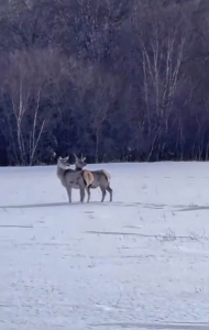 Четырёх маралов выпустили на волю в Каркаралинском нацпарке