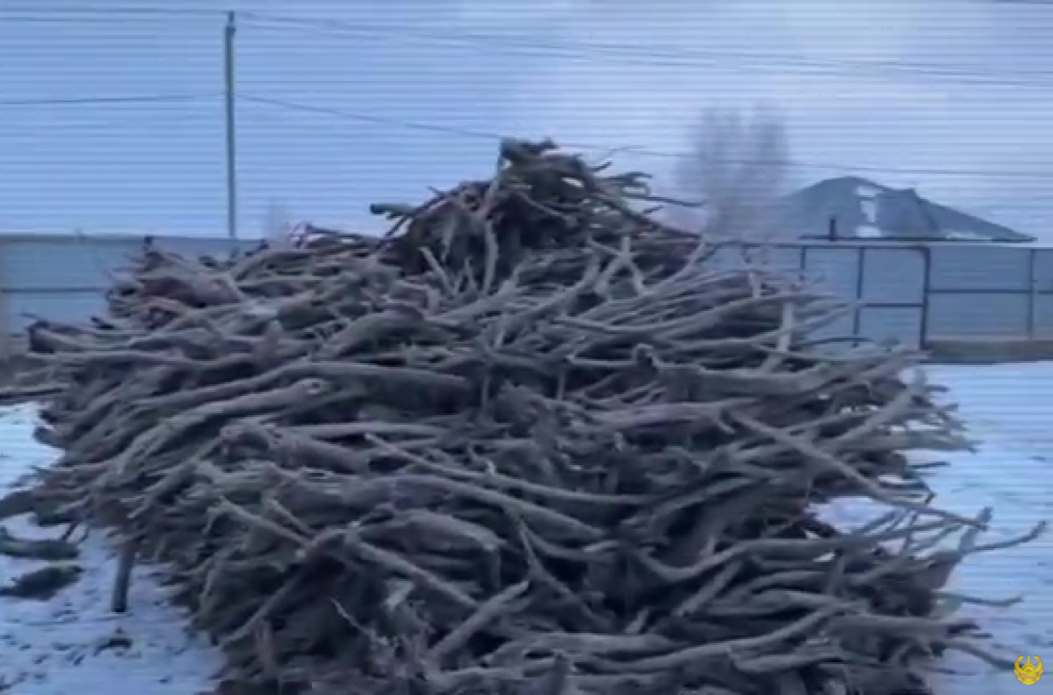 На 12 лет могут попасть в тюрьму браконьеры, рубившие саксаул