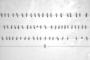 Самолет FlyArystan столкнулся со стаей птиц при посадке в Уральске