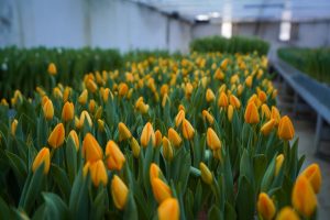 Казахстанские тюльпаны высадили в Берлине Тюльпаны