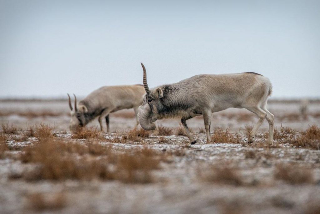 Почему сайгаки заходят в населённые пункты, объяснили в Минэкологии