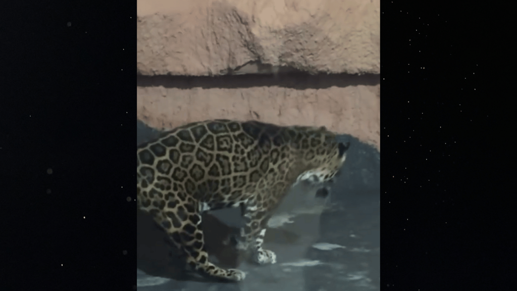 «Выглядит истощённым и измученным»: в Алматинском зоопарке прокомментировали видео с ягуаром