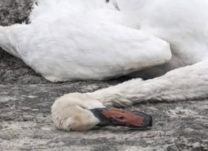 На берегу Каспия нашли 11 погибших лебедей