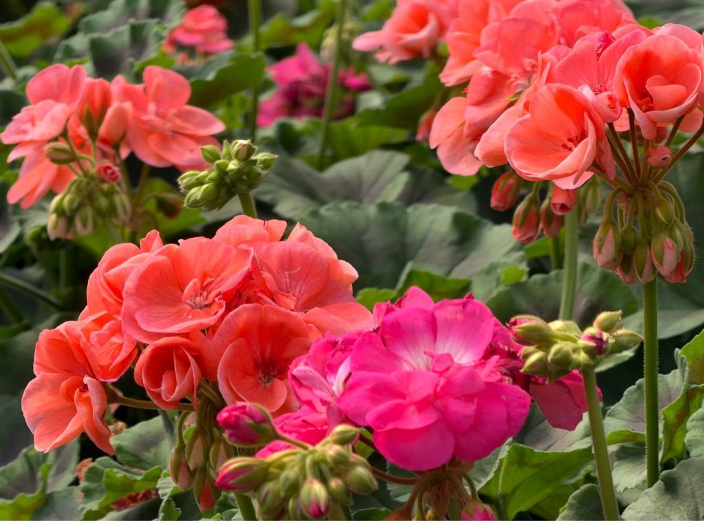 Площадь цветников в Алматы увеличат на 77 % к новому сезону