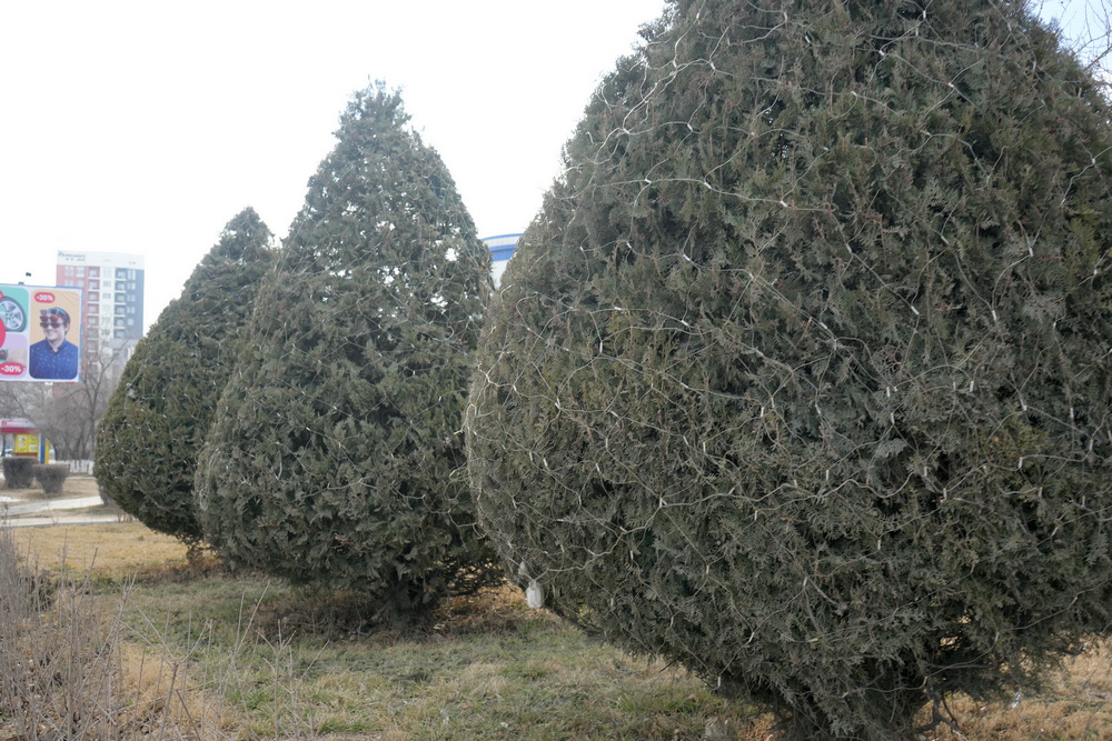 Уже март: жители Актау оказались недовольны оставшимися на деревьях новогодними украшениями
