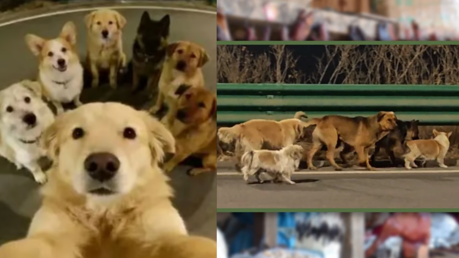 В Китае семь собак сбежали из «плена» в магазине собачьего мяса и вернулись домой