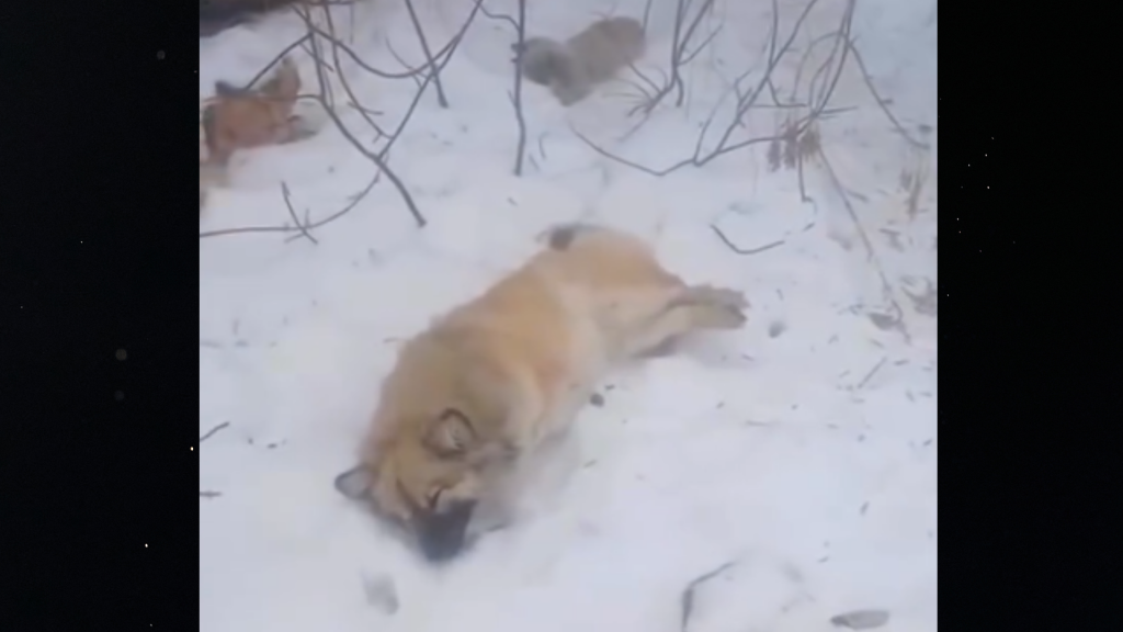 В Актобе после отлова бродячих животных нашли брошенные на улице тела собак