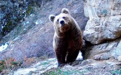 Бурые медведи вышли из спячки в Алматинском заповеднике. Видео