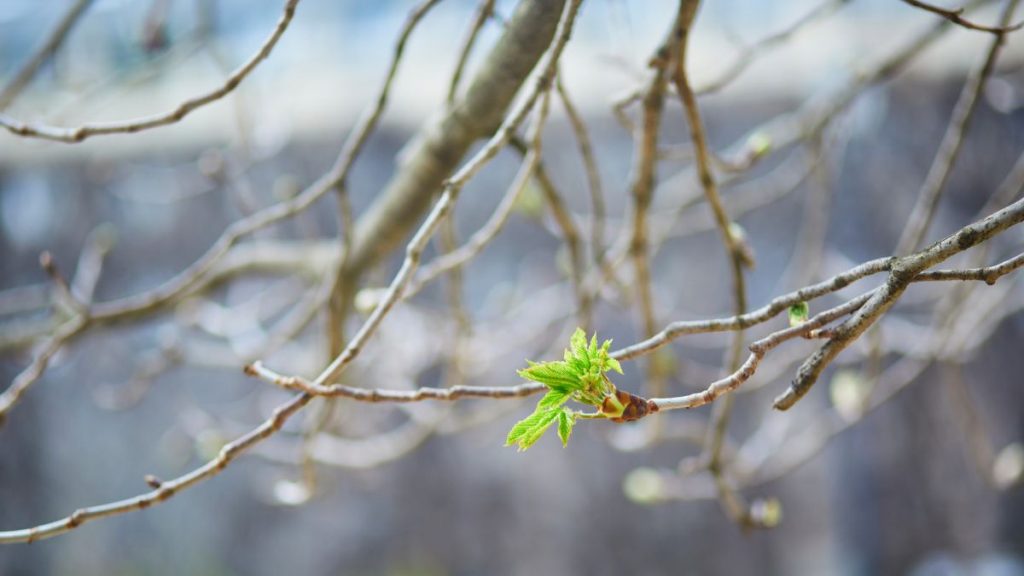 весна погода