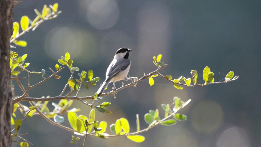 весна тепло погода