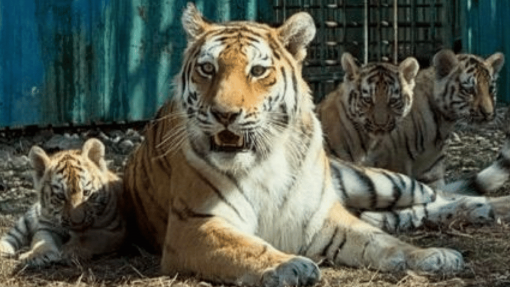 Жителям города предложили назвать новорождённых тигрят в алматинском зоопарке