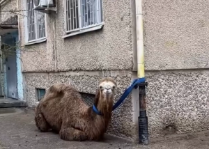 По улицам Актау бродил верблюд: владельца оштрафовали