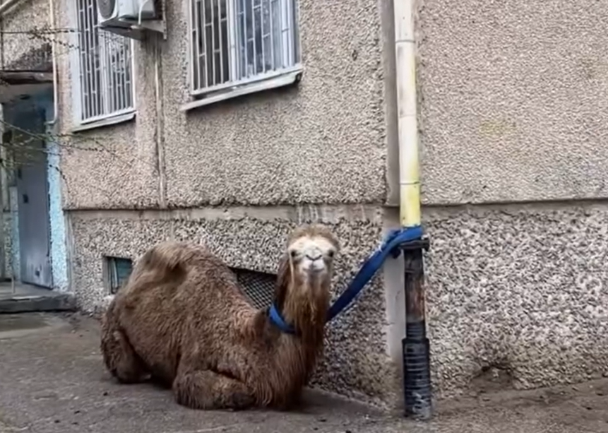 По улицам Актау бродил верблюд: владельца оштрафовали