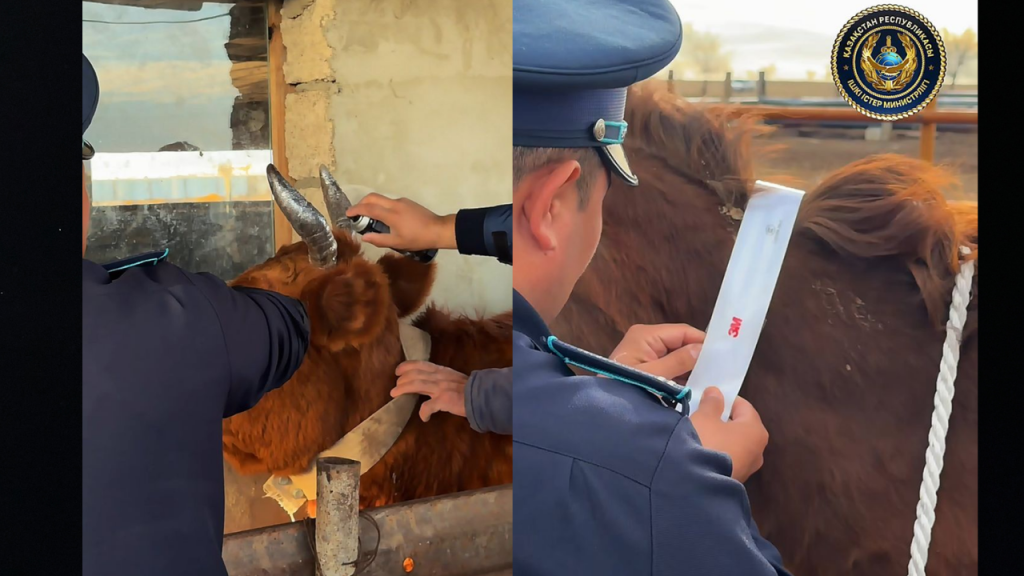 Светоотражающую краску нанесли на рога коров в Актюбинской области