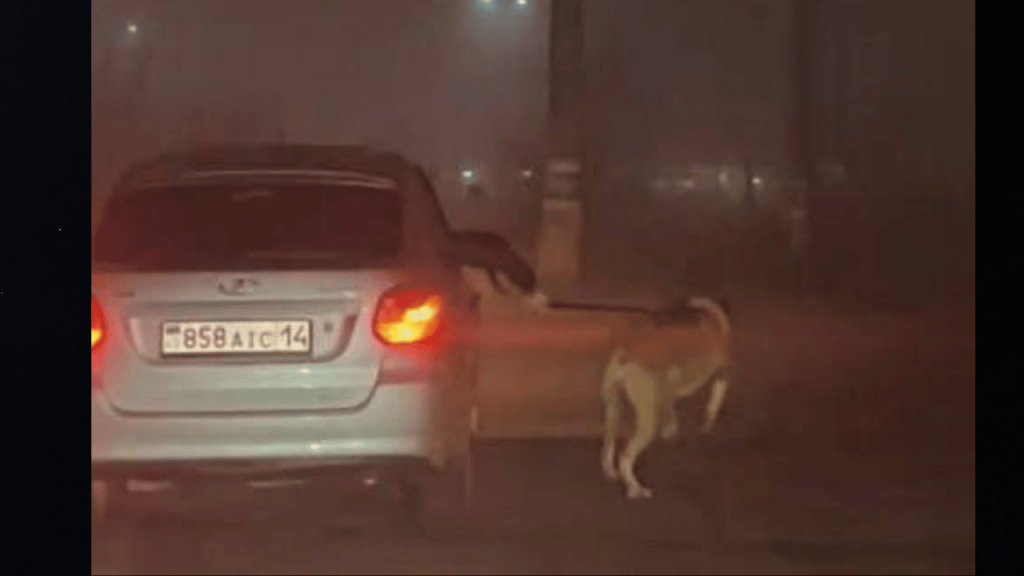 В Павлодарской области мужчина, не выходя из машины, протащил собаку на поводке