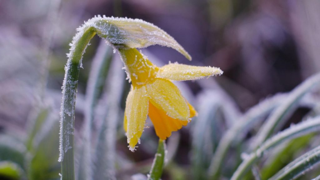 заморозки погода