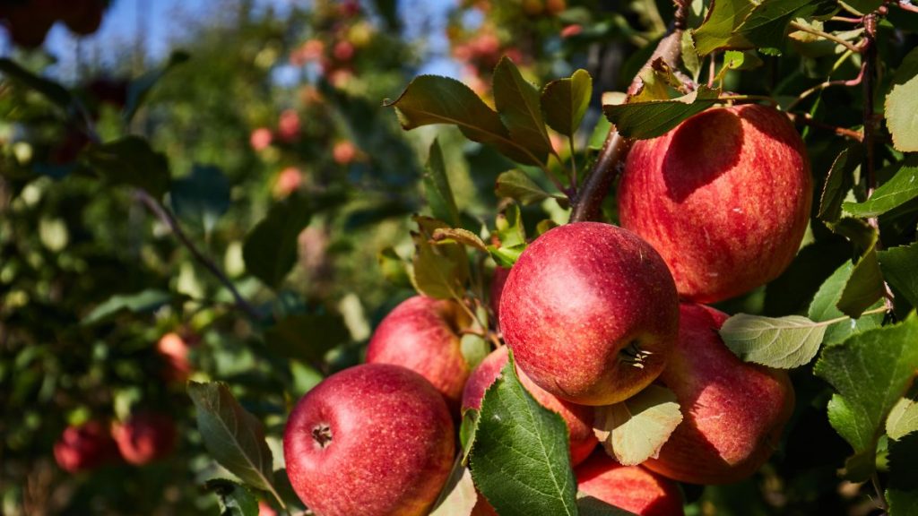 Миллионы на яблоневых садах в Шымкенте: ещё одно дело о хищении передали в суд яблоневые сады
