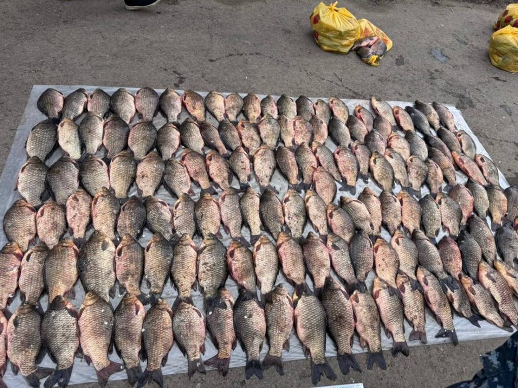У жителя Уральска изъяли сотни килограммов рыбы