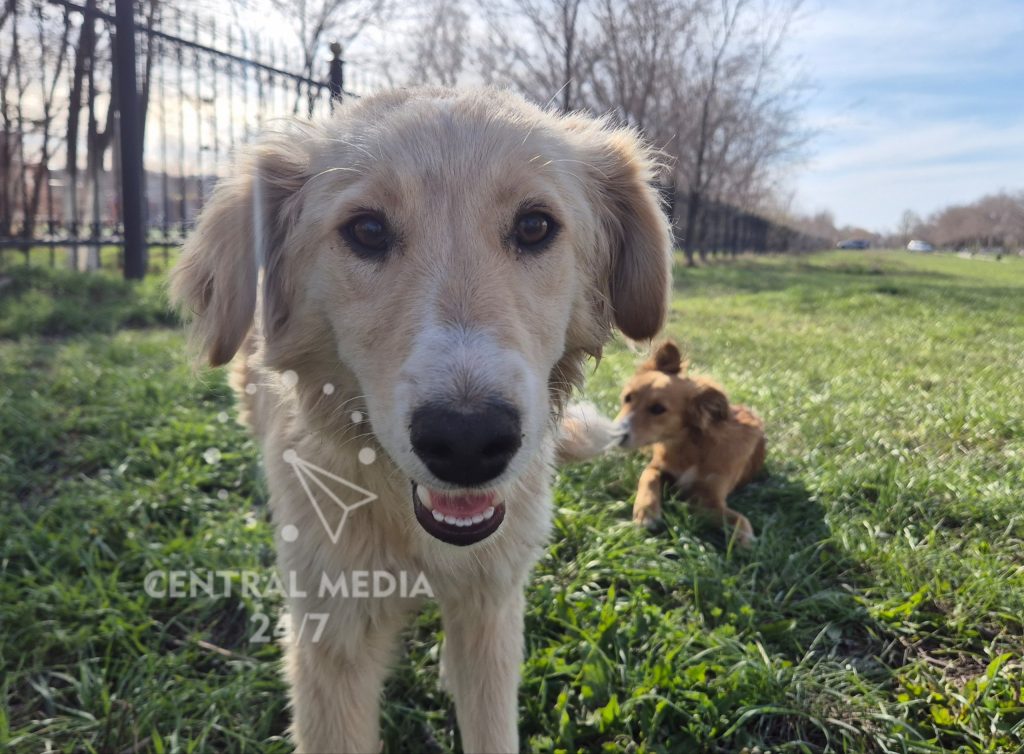 собаки бездомные бродячие животные
