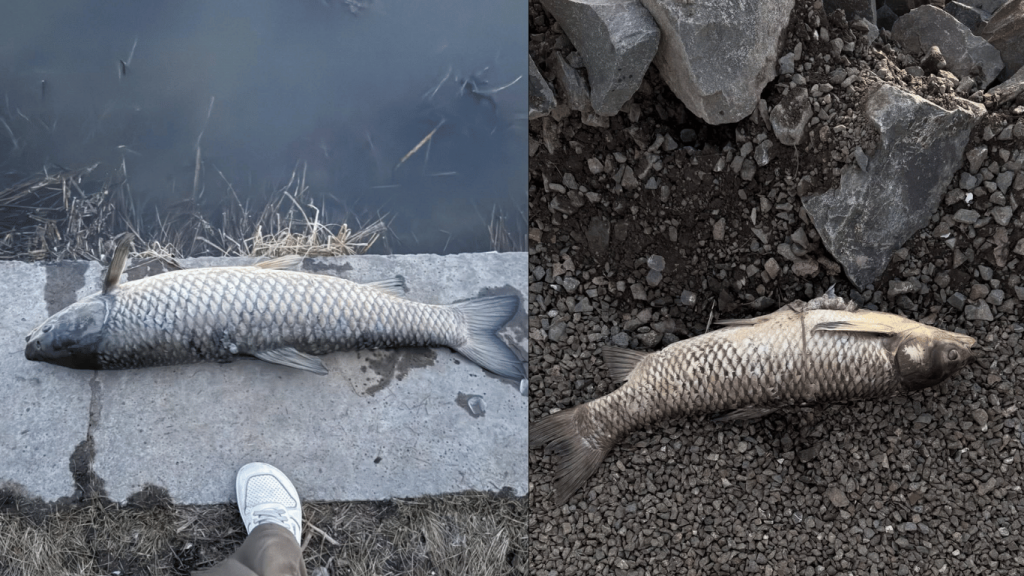 В Минсельхозе назвали возможную причину гибели рыбы в реке Есиль