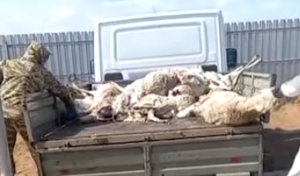 Массовая гибель сайгаков в ЗКО вызвана ослаблением после зимы — ветеринары