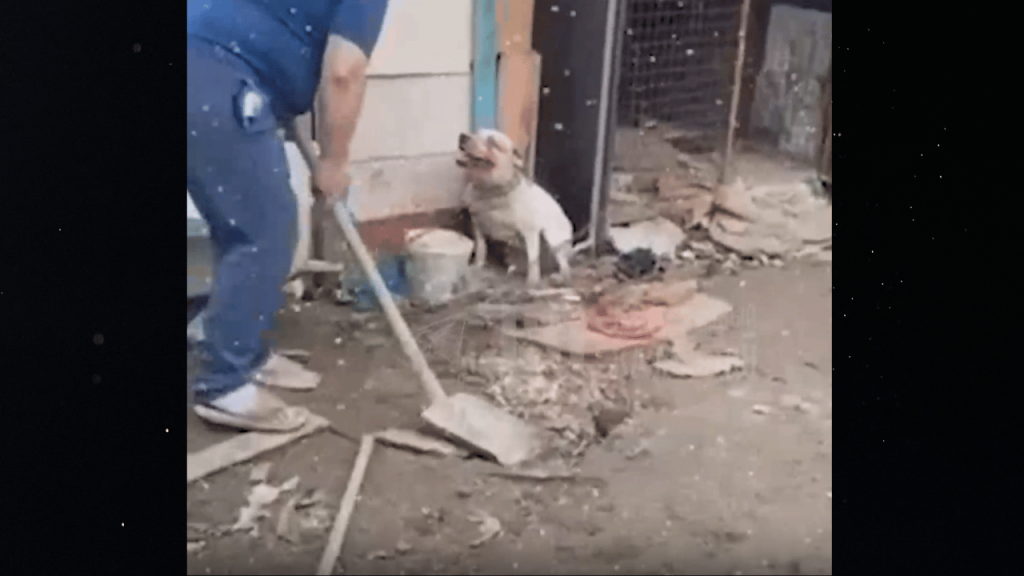 Жительница Атырау жестоко избила собаку лопатой