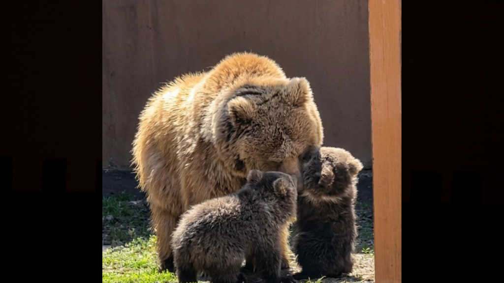 В Алматинском зоопарке родились два краснокнижных медвежонка