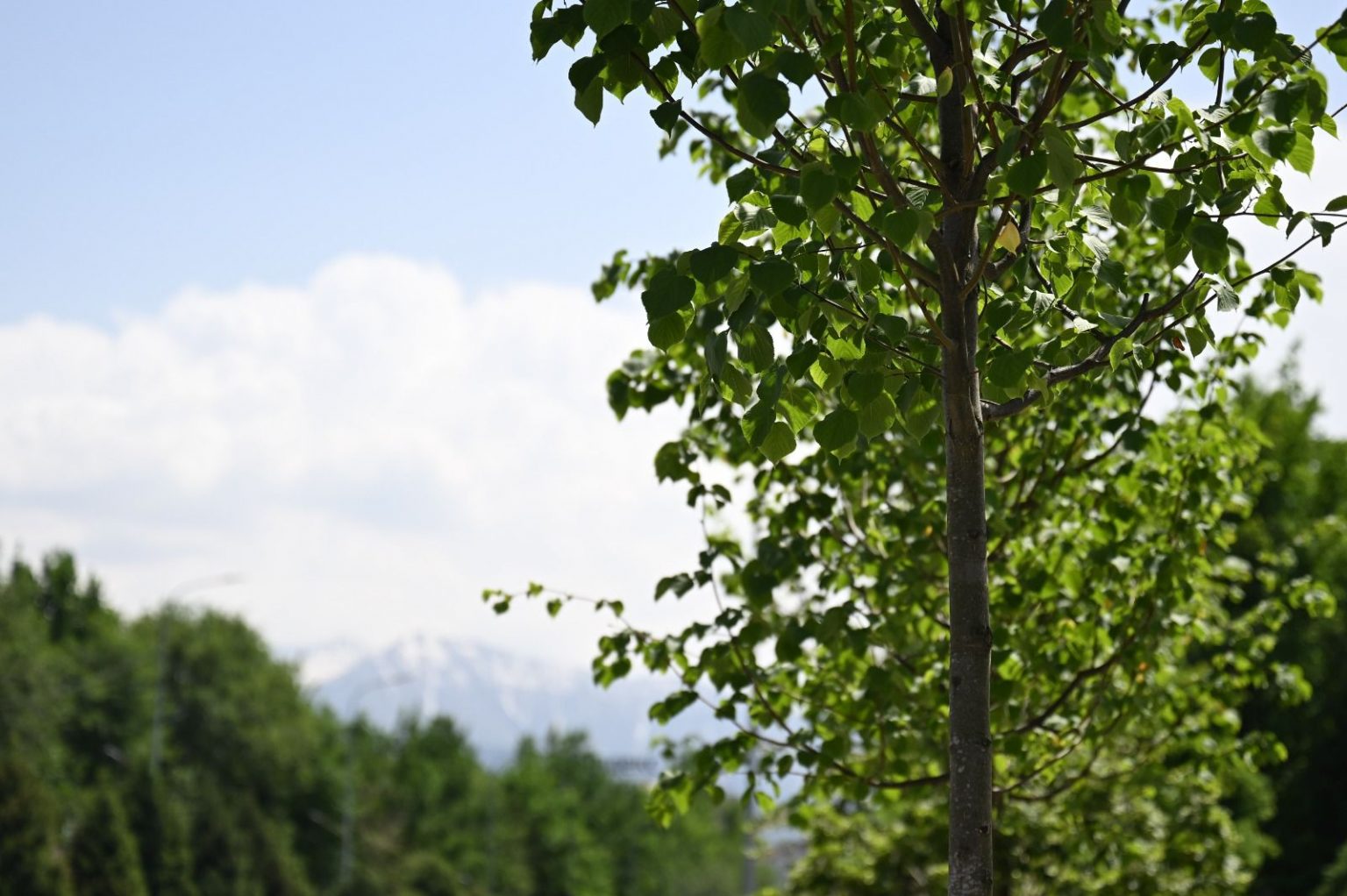 В Алматы по ночам будут опрыскивать деревья для защиты от вредителей