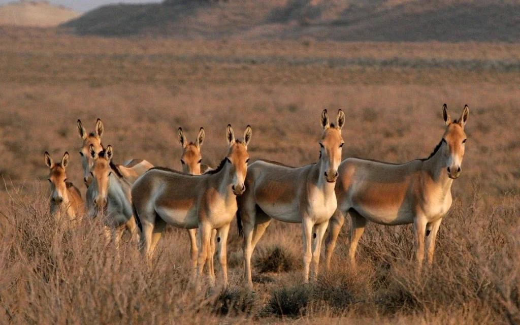 кулан