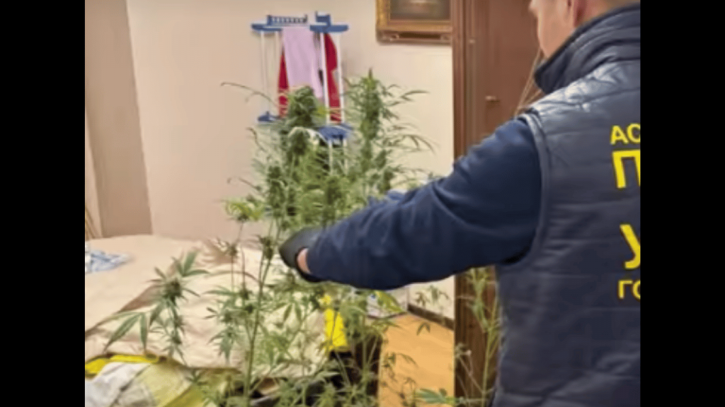 У таролога в Астане нашли домашнюю марихуану