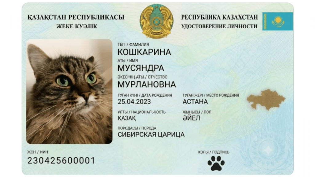 Котики с ИИН и гражданством: казахстанцы запустили новый тренд