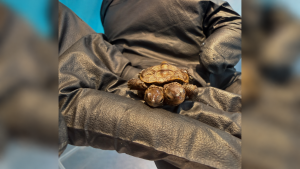 Двухголовая черепаха удивила ветеринаров в США (ВИДЕО)